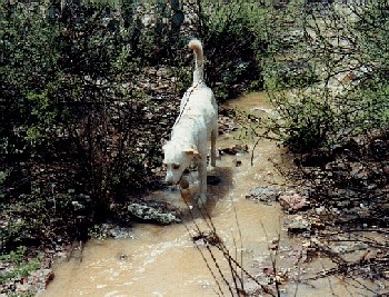 Cheyenne checks out 'Cassional Creek